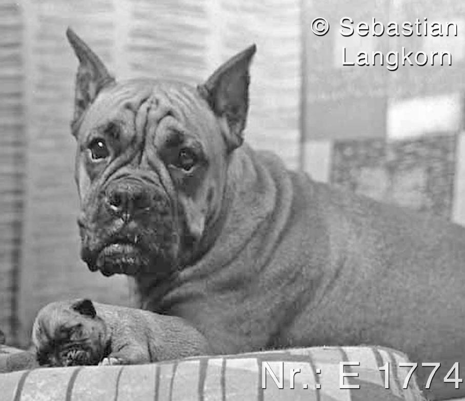 E17741975RiewendSebastianLangkorn