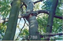 E1788SebastianLangkornBaume