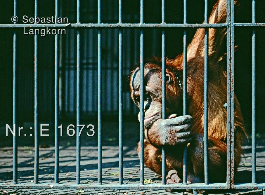 E16731966BerlinSebastianLangkorn